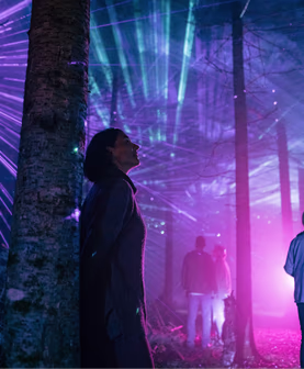 Foret illumine